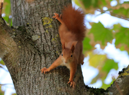 A red squirrel on a treeの写真素材
