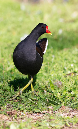 A Moorhen in a Park, Heilbronn, Germany, Europeの写真素材