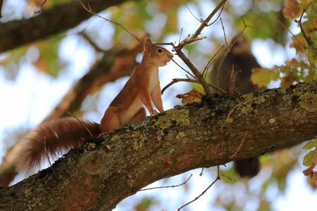 A red squirrel on a treeの写真素材