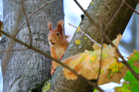 A red squirrel on a treeの写真素材
