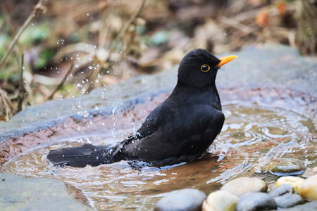 A Blackbird in a Garden, Germany, Europe