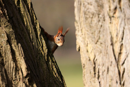 A red squirrel on a treeの写真素材