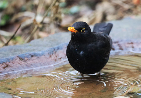 A Blackbird in a Garden, Germany, Europeの写真素材