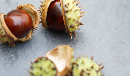 Chestnuts in the shell on a stone plateの写真素材