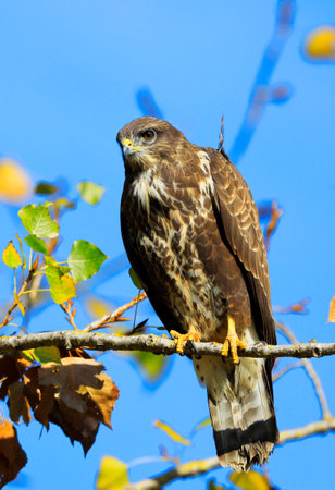 A common buzzard on a treeの写真素材