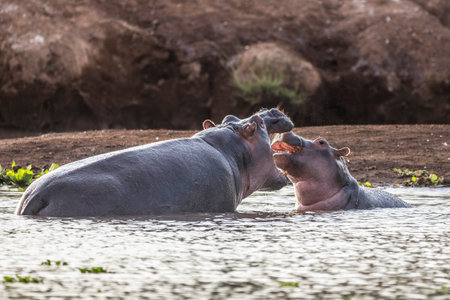 Hippo in Tsavo-West National Park, Kenya, Africaの写真素材