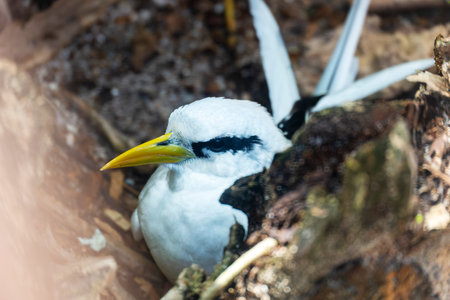 White Tailed Tropicbird (Phaethon lepturus) at Cousin Island, Seychelles, Indian Ocean, Africa.の写真素材