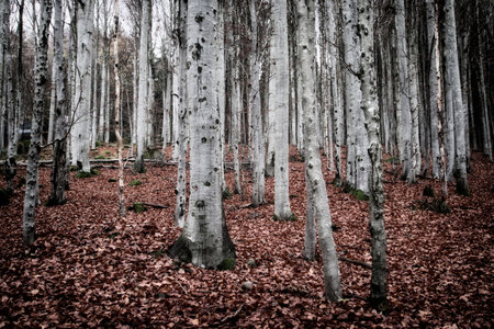 Beech forest with fallen leaves in autumn colors. Selective focus.の写真素材