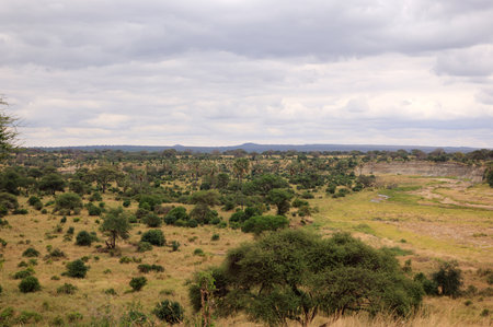 The Landscape of Tarangire National Park, Tanzania, East Africa.の写真素材