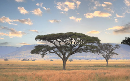 Umbrella Tree in Serengeti National Park, Tanzania, East Africa.の写真素材