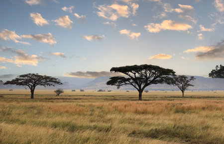 Umbrella Tree in Serengeti National Park, Tanzania, East Africa.の写真素材