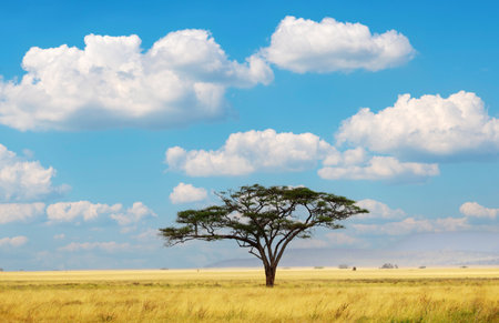 Umbrella Tree in Serengeti National Park, Tanzania, East Africa.の写真素材