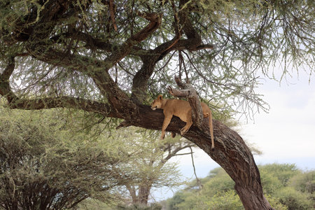 A tree climbing lion in Tarangire National Park, Tanzania, East Africa.の写真素材