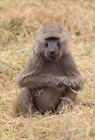 Olive baboons (papio anubis) in Tarangire National Park, Tanzania, East Africa