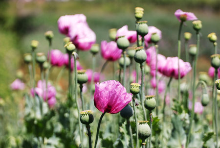 A field of purple poppies near Erlenbach and Weinsberg in the Heilbronn region, Baden-Wuerttemberg, Germany, Europe.の写真素材
