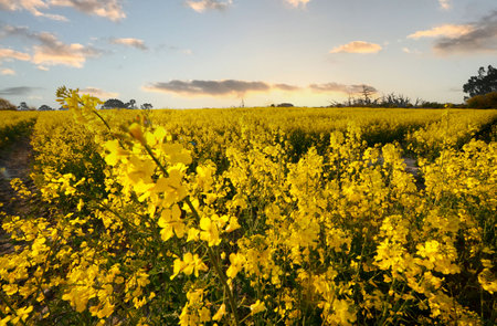 The Peninsula Nordstrand in Germany, Europe.の写真素材