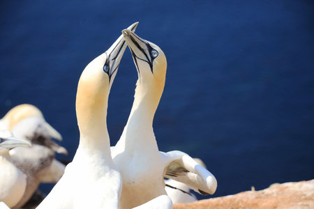Northern gannets â Morus bassanus - on the red cliffs of the German offshore island of Heligoland, Schleswig Holstein, Germany, Europe.の写真素材
