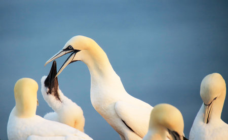 Northern gannets â Morus bassanus - on the red cliffs of the German offshore island of Heligoland, Schleswig Holstein, Germany, Europe.の写真素材