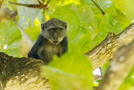 White-throated Monkey (Cercopithecus albogularis) in a tree, Kenya, Africa