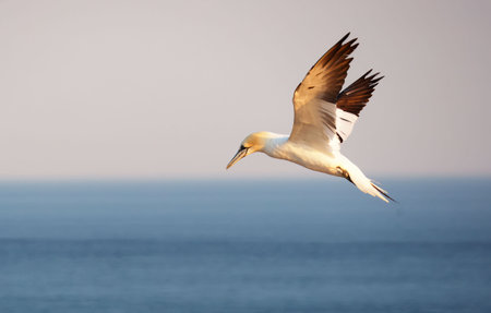 Northern gannets, Basstoelpel â Morus bassanus - on the red cliffs of the German offshore island of Heligoland, Schleswig Holstein, Germany, Europe.の写真素材