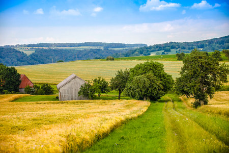 A tree in an agricultural field in Hohenlohe, Germany, Europeの写真素材