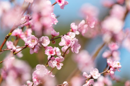 Beautiful Pink Peach Blossoms in a Gardenの写真素材