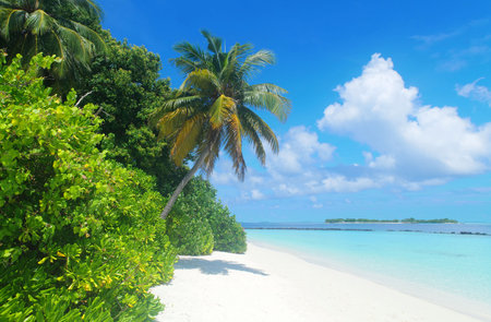 Dreamlike beach with palm trees in the Maldives. Baa Atoll, Asiaの写真素材