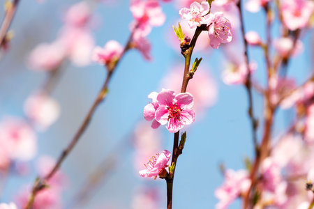 Beautiful Pink Peach Blossoms in a Gardenの写真素材