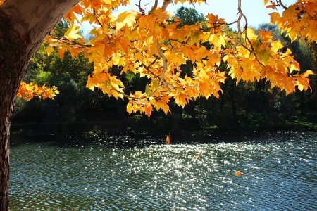 Autumn platan  plane  leaves above lake falling into waterの写真素材