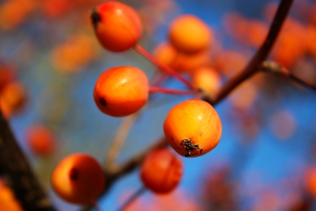 Bright orange autumn berries on blue skyの写真素材