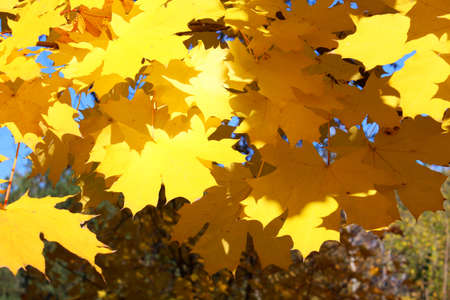 Perfect yellow maple leaves at sun by autumnの写真素材