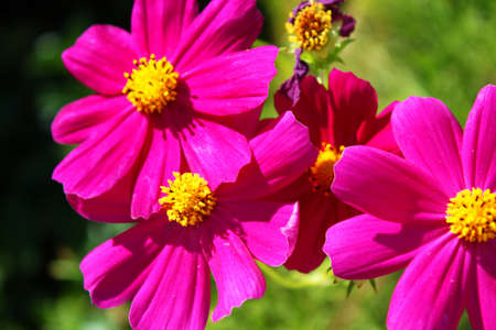 Close-up photo of pink daisy flowersの写真素材