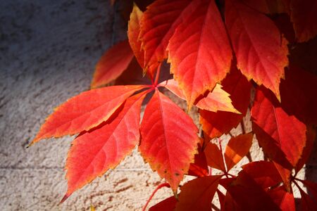 Red autumn leaves in the sunlightの写真素材