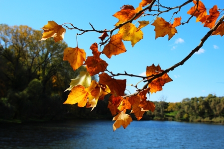Autumn platan  plane  leaves above lake in sunny dayの写真素材