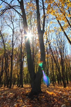 Bare trees by autumn with yellow leaves in sunny dayの写真素材