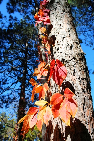Pine tree trunk and red ivy leaves in the sunlightの写真素材