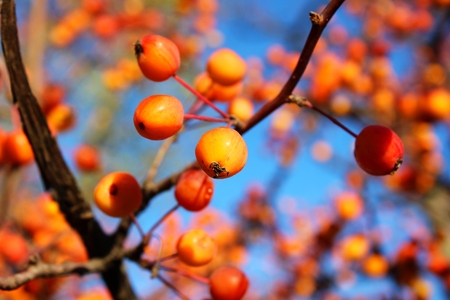 Bright orange autumn berries on blue skyの写真素材