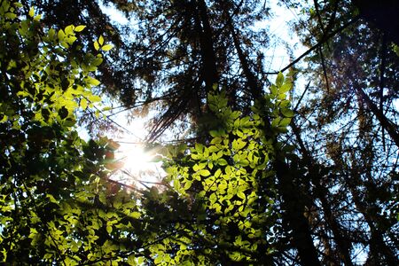 Sun in the forest