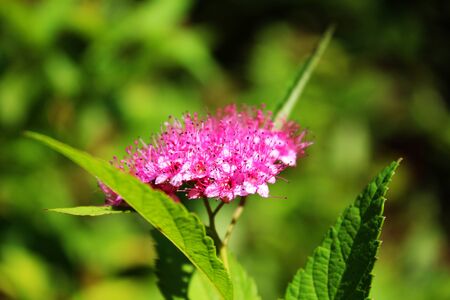 Close-up of pink spirea flowers