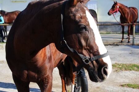 Horse headの写真素材