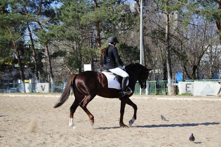 Horsewoman on the black horseのeditorial素材