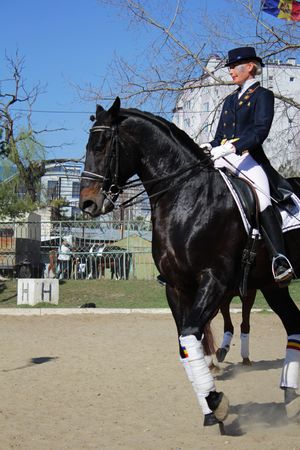 Horsewoman on the black horseのeditorial素材