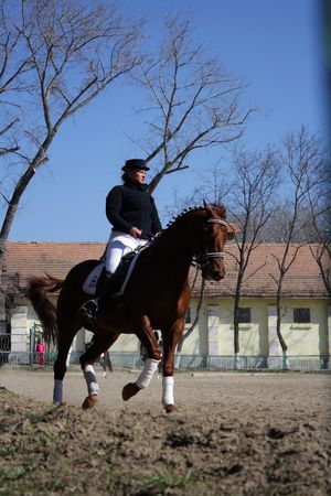 Horsewoman on the chestnut horseのeditorial素材