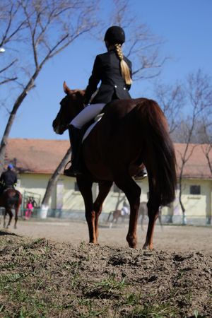 Horsewoman on the chestnut horseのeditorial素材