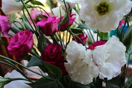 Pink and white innocent flowersの写真素材