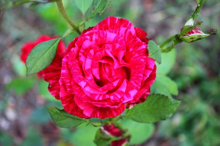 Marbled effect Roseの写真素材