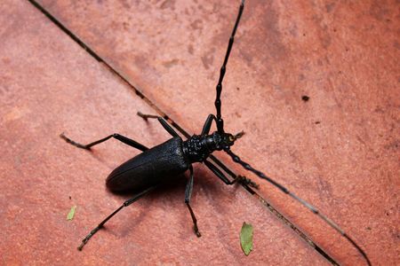 Mahseer beetleの写真素材