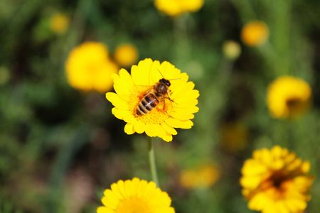 Honeybee on a yellow flower