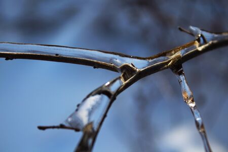 Ice-covered branchの写真素材