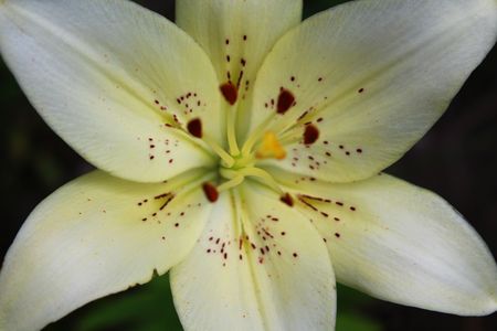 White Lilyの写真素材